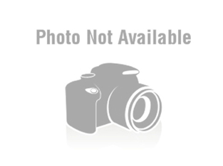 Adorable Golden Retriever Puppies for Sale