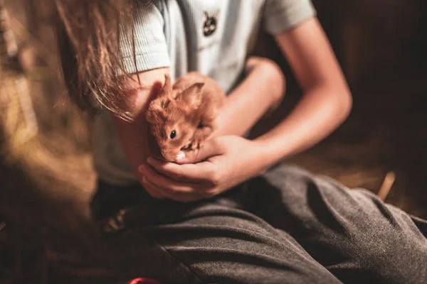 Cute Hamsters for Sale Ideal Pets for Kids and Adults Alike