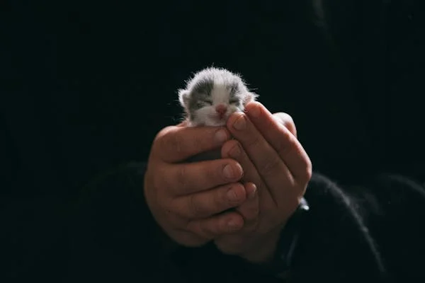 Cute Hamsters for Sale Ideal Pets for Kids and Adults Alike