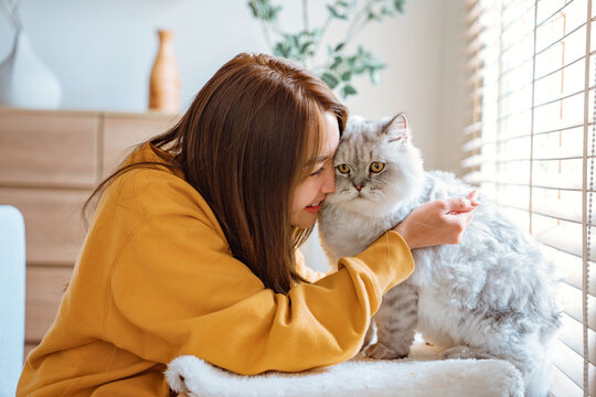 Beautiful Persian Kittens for Adoption