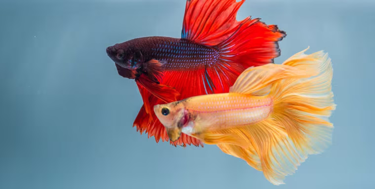 Betta Fish for Sale Perfect for Desktop Aquariums and Ornamental Displays