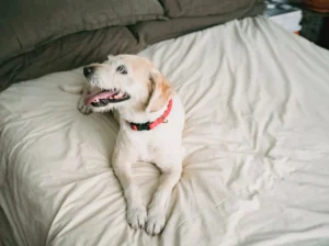 Loyal Labrador Retriever Puppies for Sale Ideal Family Pets
