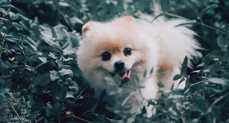 Toy Pamerian Available Intelligent, Playful, and Hypoallergenic Companions
